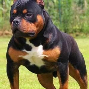 Meet your Posher, Frederick bk